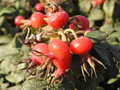 Owoce dzikiej róży (Rosa rugosa) zawierają 20 do 35 razy więcej 
witaminy C niż cytryna. Fot. Andrew Butko, źródło: 
&nbsp;http://commons.wikimedia.org/wiki/File:Ab_plant_2228.jpg, dostęp 
25.03.14
